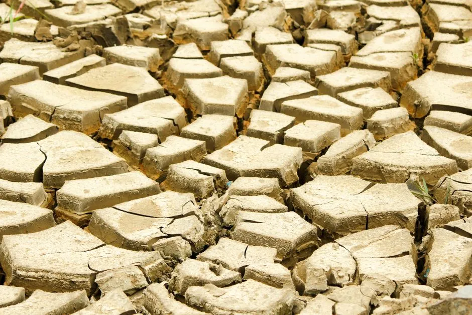 6. Soil Compaction Around the Root Zone (Image Credits: Pexels)