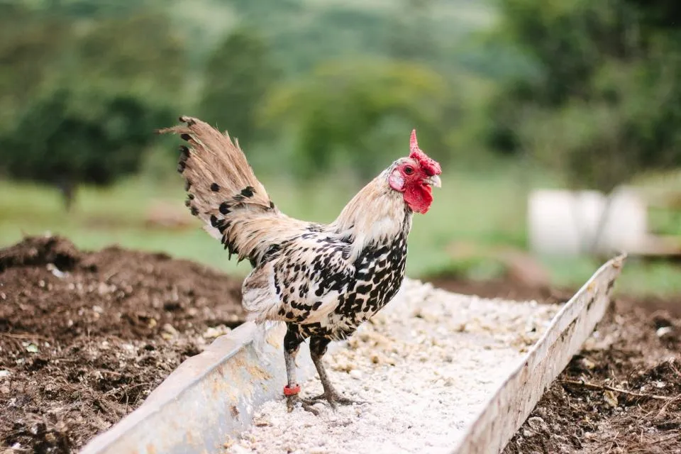Chickens Have Become Companions, Not Just Producers (Image Credits: Stocksnap)