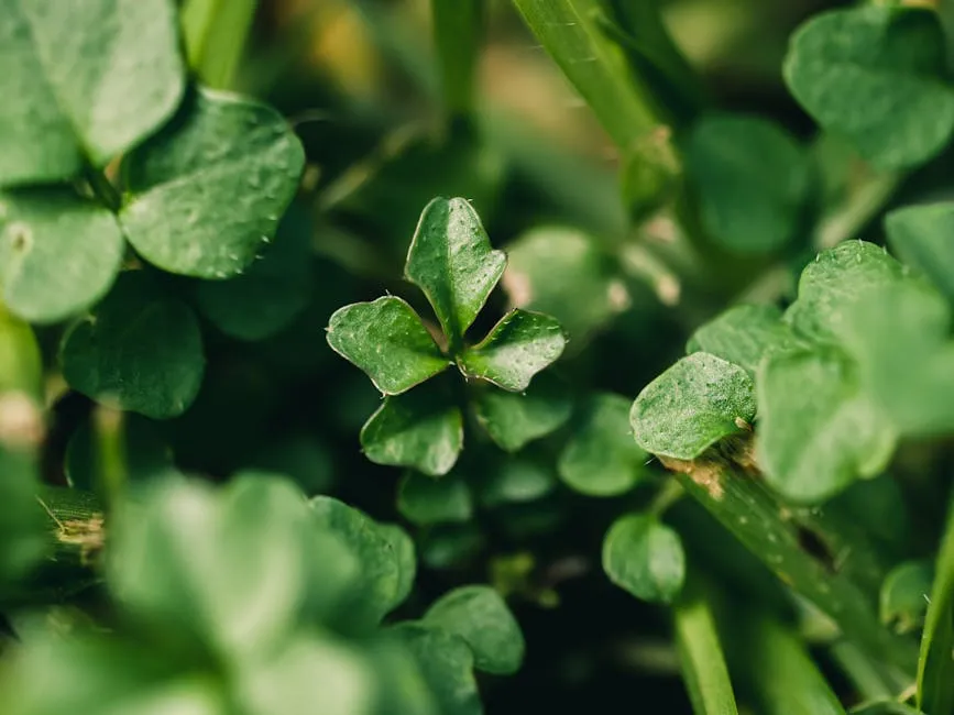 Nitrogen Fixation and Soil Health (Image Credits: Pexels)