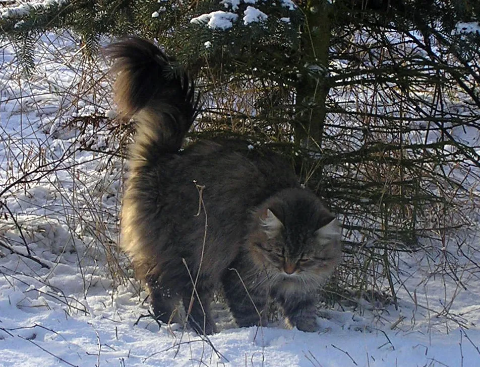 Why Intact Cats Mark More Frequently (By Roswitha BuddeCattery vom Hohen Timp, CC BY-SA 3.0)