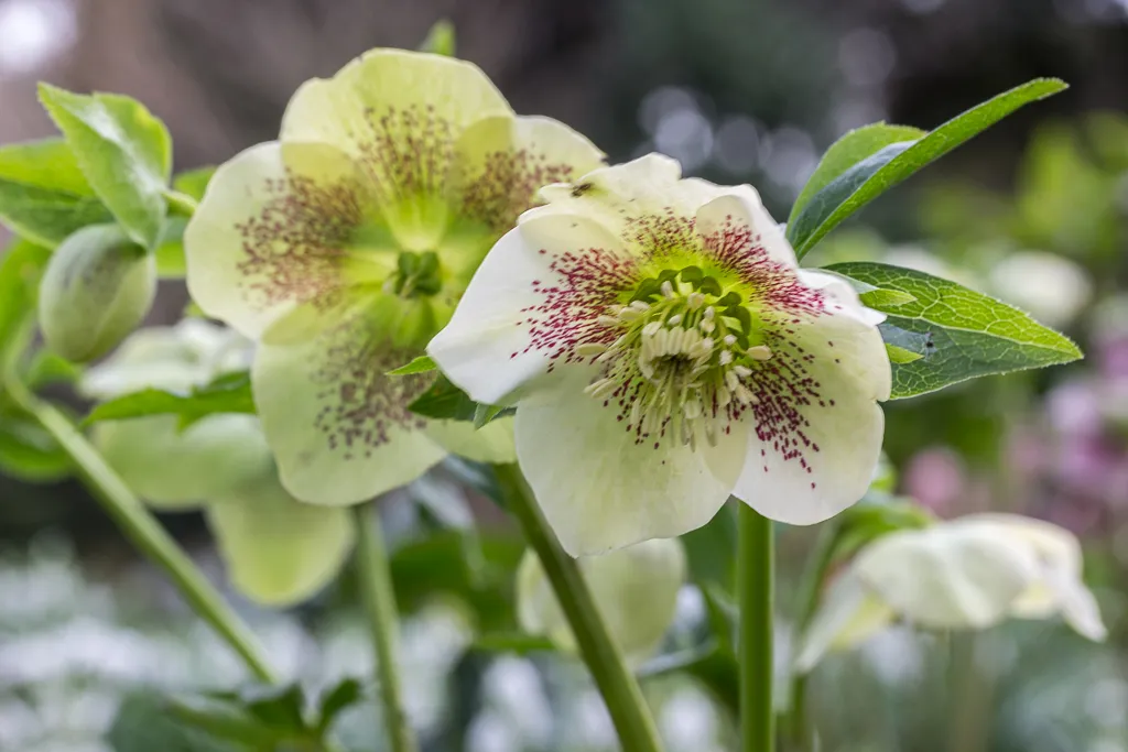 Their Role as Early Pollinators' Lifeline (Geograph Britain and Ireland, CC BY-SA 2.0)