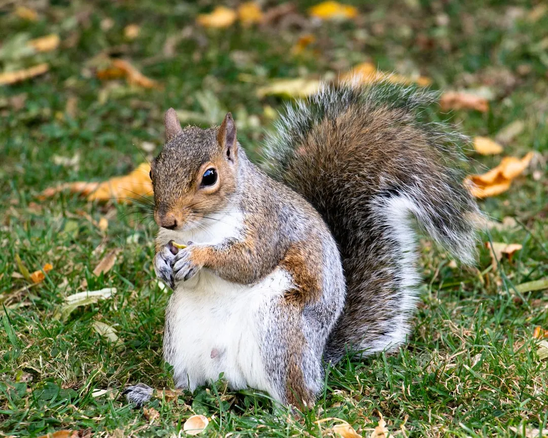 Scatter Hoarding: The Strategy of Spreading the Risk (Image Credits: Unsplash)