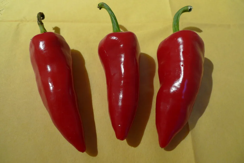 The Real Culprit: Capsaicin (hzeller, Flickr, CC BY-SA 2.0)