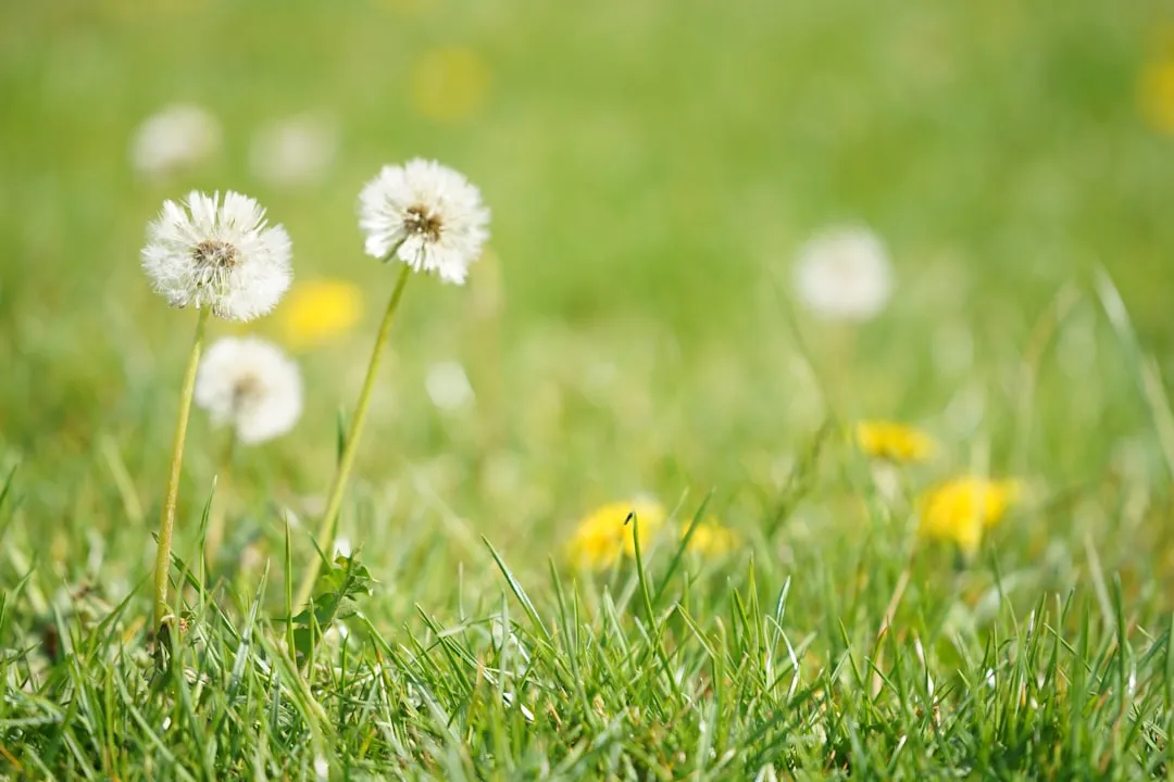 Dandelion as a Living Soil Indicator (Image Credits: Unsplash)
