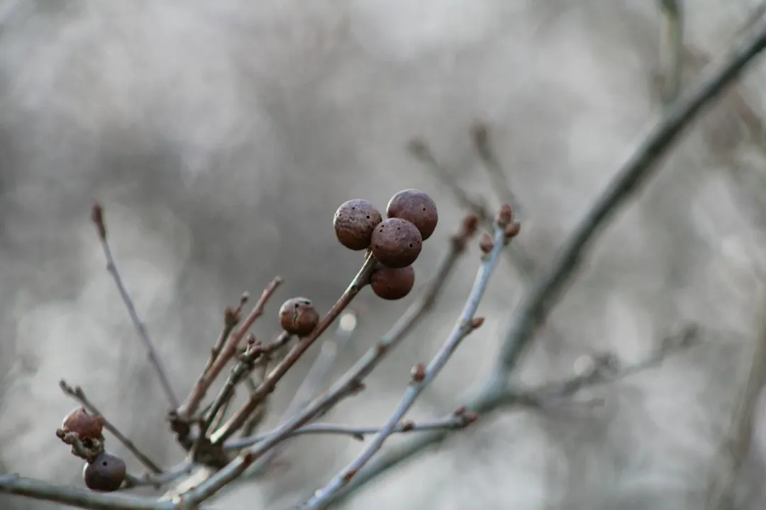 Do Oak Apple Galls Harm the Tree? (Image Credits: Unsplash)