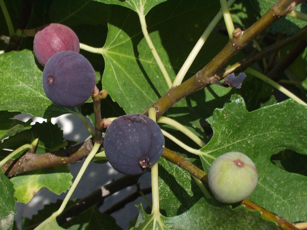 2. Fig: Heat-Loving and Virtually Carefree (Image Credits: Pixabay)