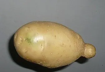 Cooking Won't Save a Green Potato (By Rollcloud, CC BY 3.0)