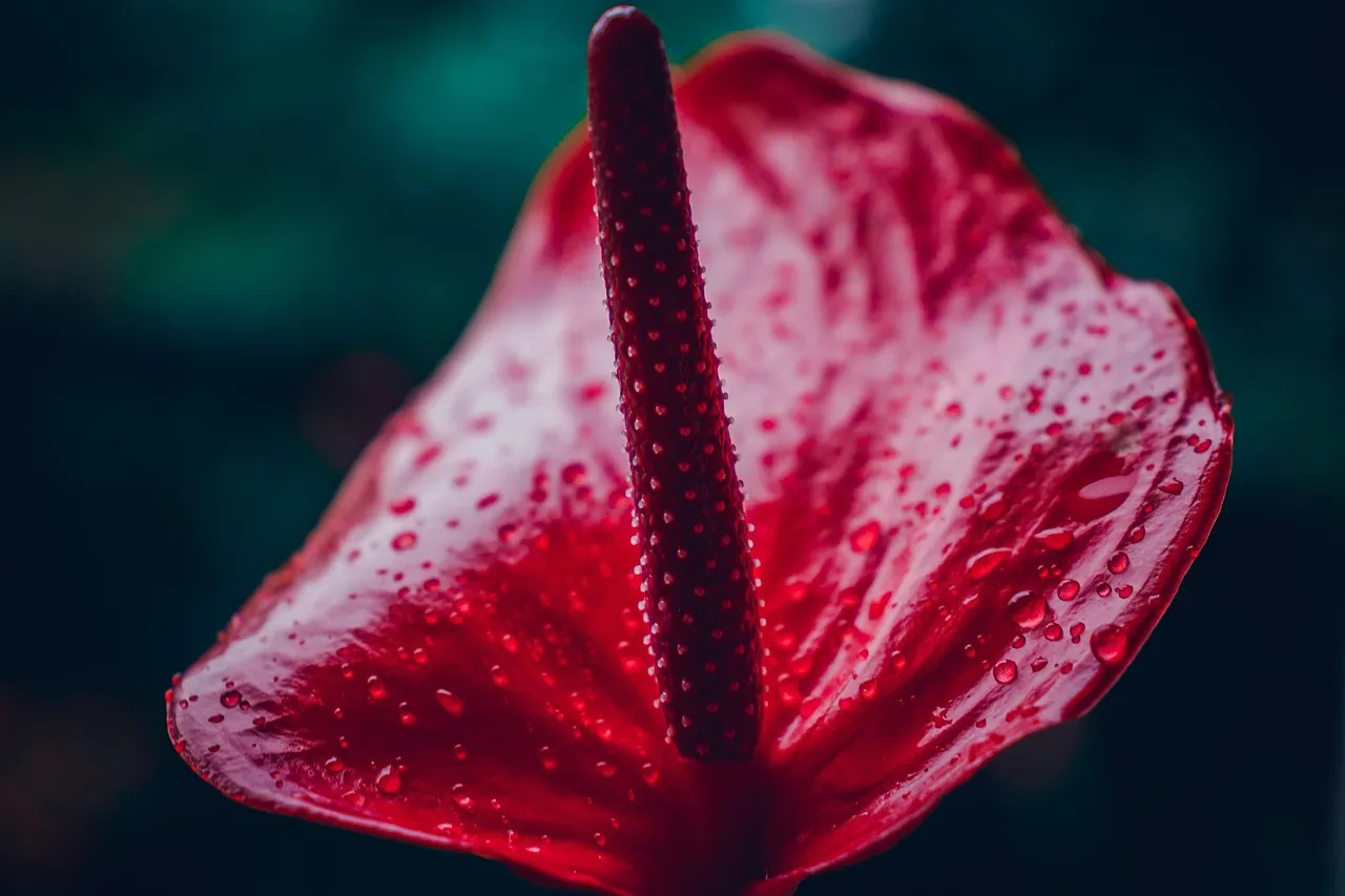 Anthurium: The Bold, Present-Tense Optimist (Image Credits: Pixabay)