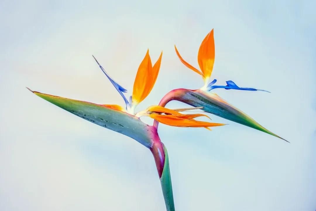Aries (March 21 – April 19): Bird of Paradise (Image Credits: Unsplash)