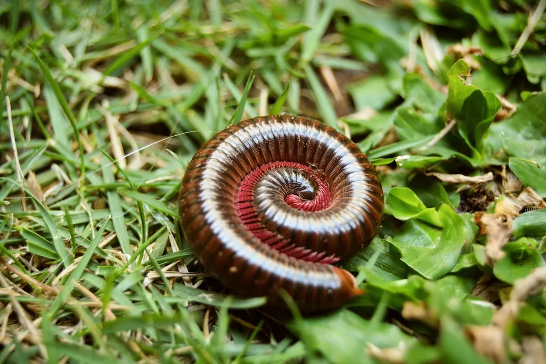 5. Millipedes on the Move (Image Credits: Unsplash)