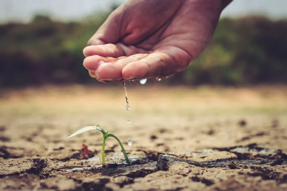 What the Research Shows About Water Stress and Flower Count (Image Credits: Pexels)