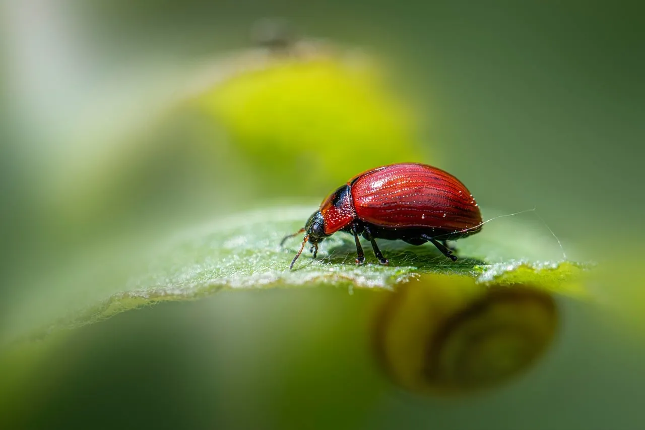 Pest and Disease Pressure Is Expanding Into New Territory (Image Credits: Pixabay)