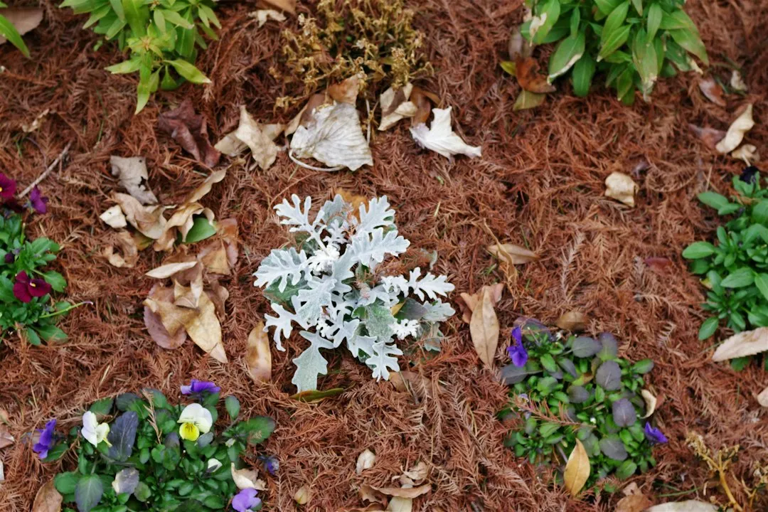 A Low-Cost Alternative to Mulch (Image Credits: Unsplash)