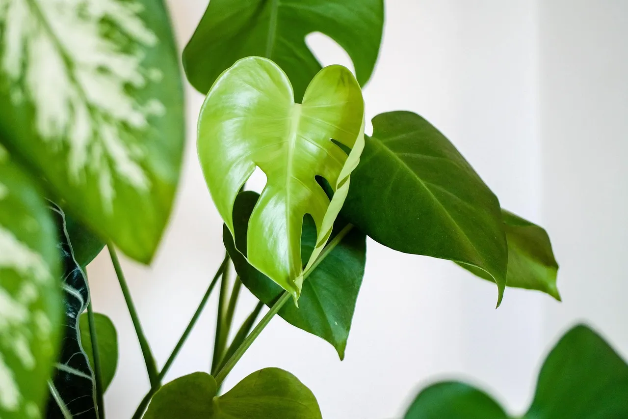 Most Tropical Plants Were Never Designed for This Environment (Image Credits: Pixabay)