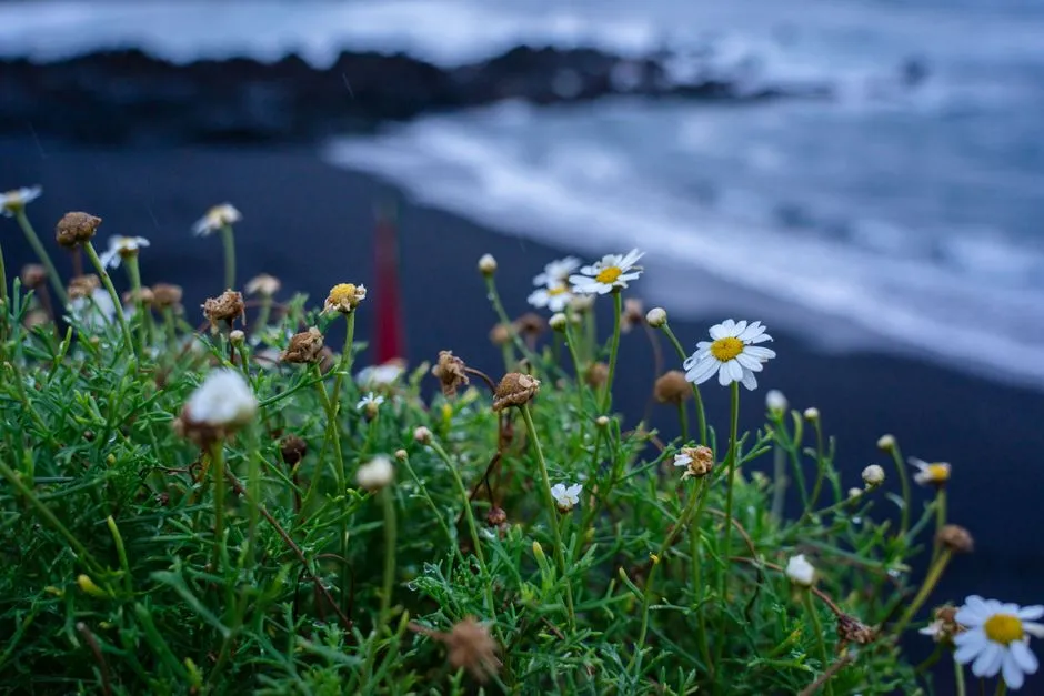 Plant 2: Seaside Daisy (Erigeron glaucus) (Image Credits: Pexels)