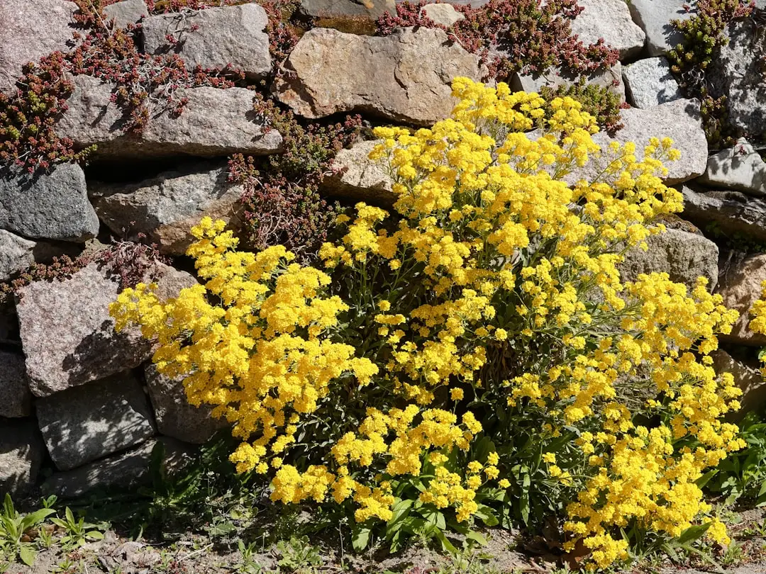 4. Sedum (Stonecrop): Built for the Dry and Sunny Spots (Image Credits: Unsplash)