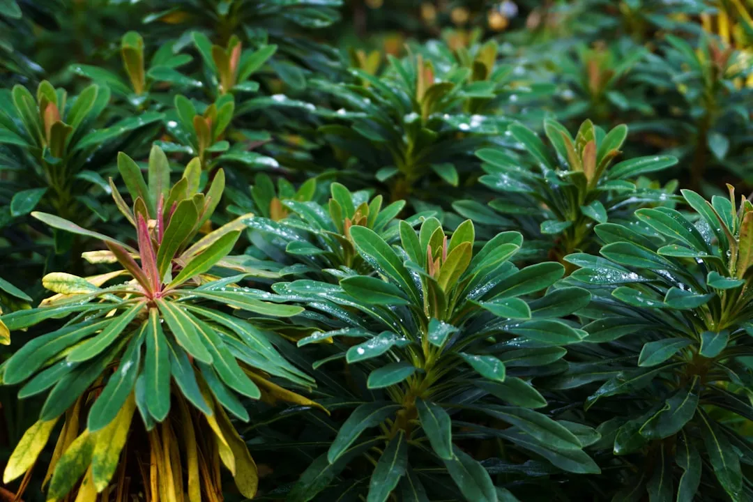 Euphorbia amygdaloides var. robbiae (Wood Spurge) (Image Credits: Unsplash)
