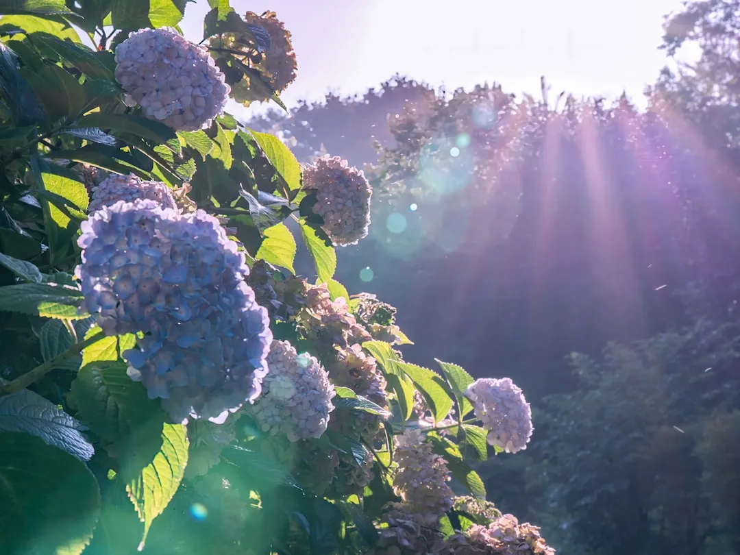 Sunlight: Too Much or Too Little Destroys Them (Image Credits: Unsplash)