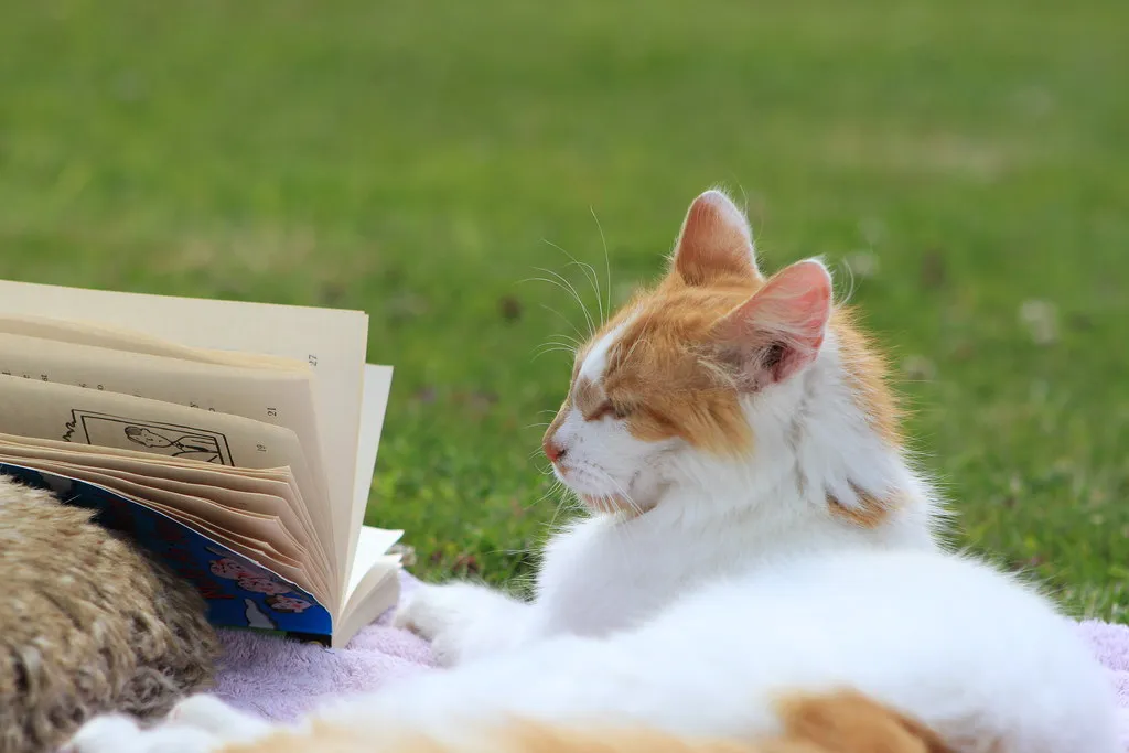 They Want to Be Near You, Not Necessarily the Book (Josh Antonio, Flickr, CC BY-SA 2.0)