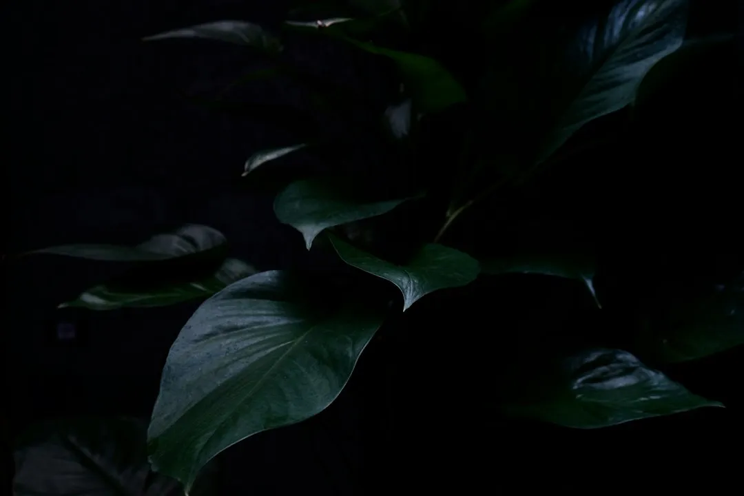 How to Use Dark Foliage Plants Effectively (Image Credits: Unsplash)