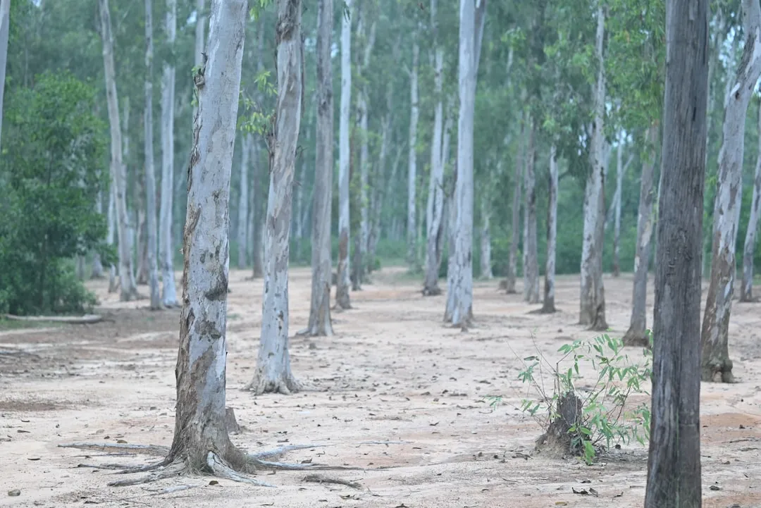 Poplar Trees Show Multi-Year Molecular Memory (Image Credits: Unsplash)