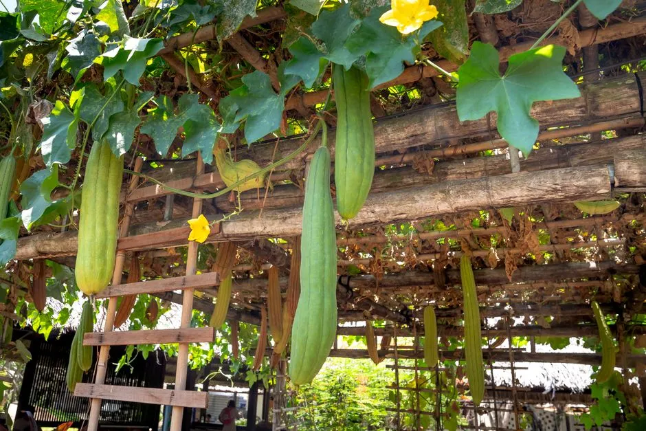 9. Failing to Check Vines Every Few Days (Image Credits: Pexels)