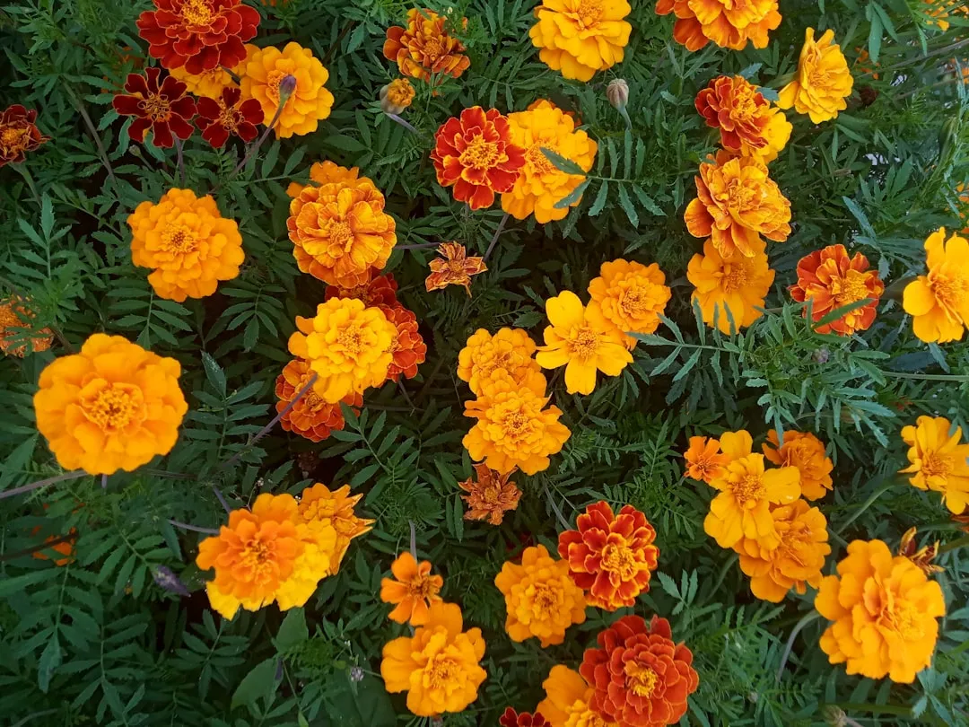 Why Groundcovers Make Financial and Environmental Sense (Image Credits: Unsplash)