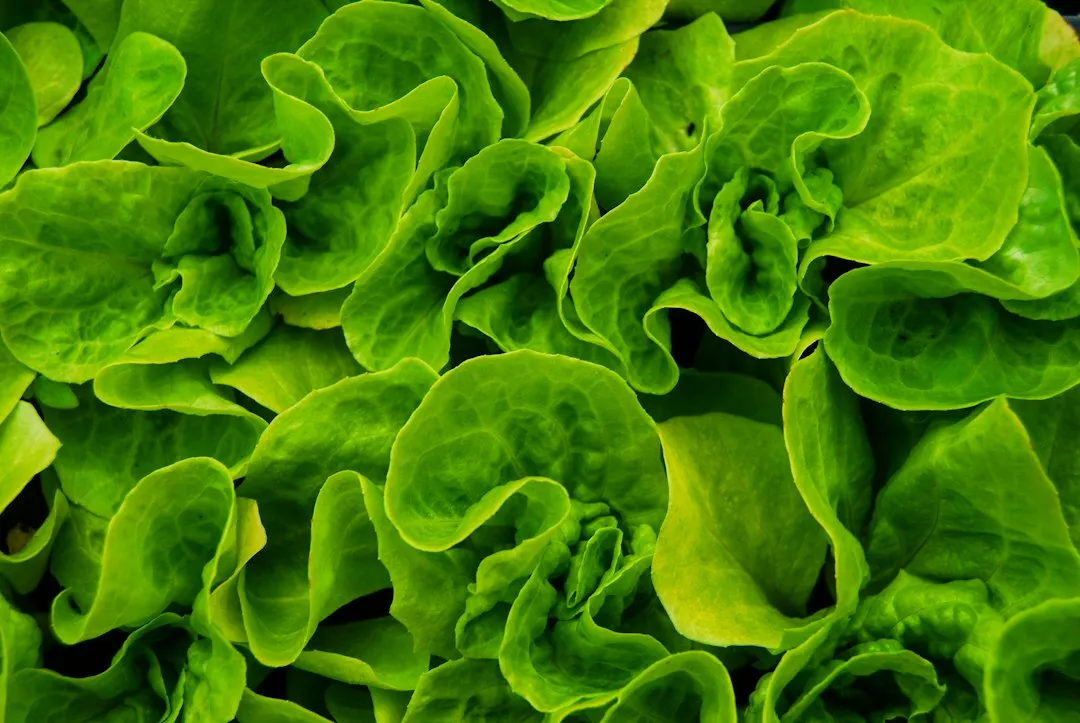 Leafy Greens: The Field-to-Fork Risk (Image Credits: Unsplash)