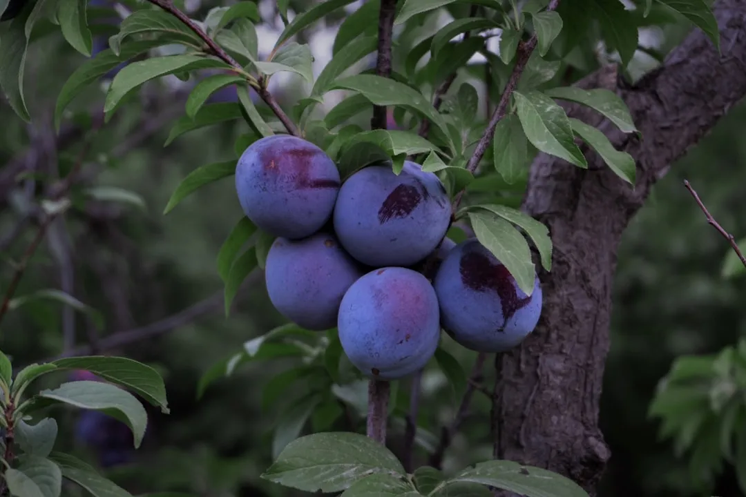 4. Plum: Reliable Yields with Low to Moderate Chill (Image Credits: Unsplash)