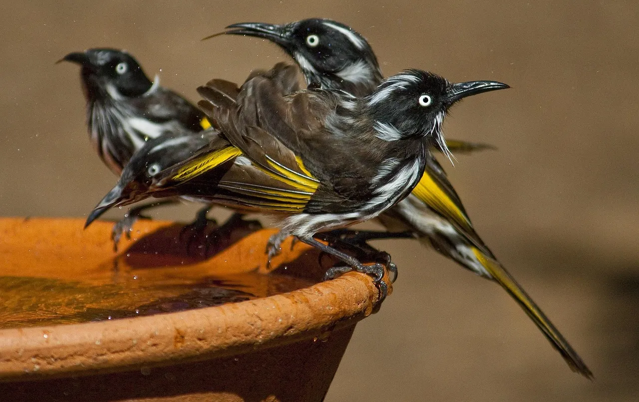 Wildlife and Pollinator Benefits You Didn't Expect (Image Credits: Pixabay)
