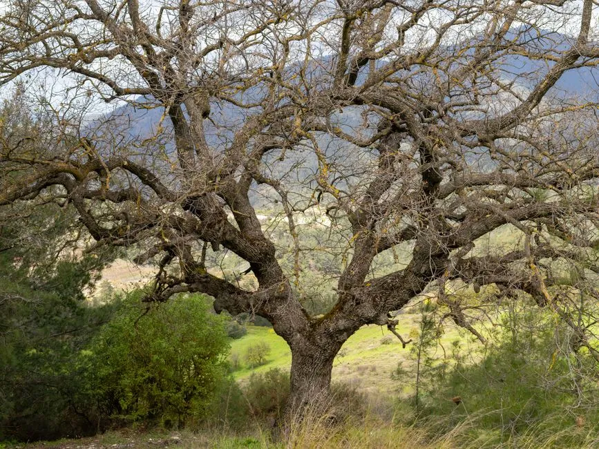 Matching the Right Oak to the Size of Your Yard (Image Credits: Pexels)