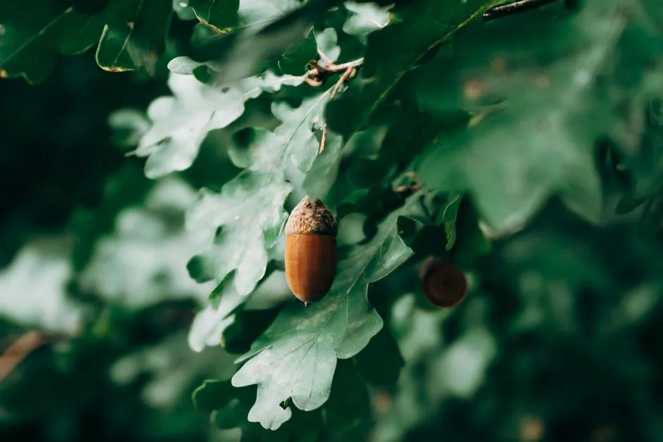The Acorn-as-Winter-Predictor Myth (Image Credits: Pexels)
