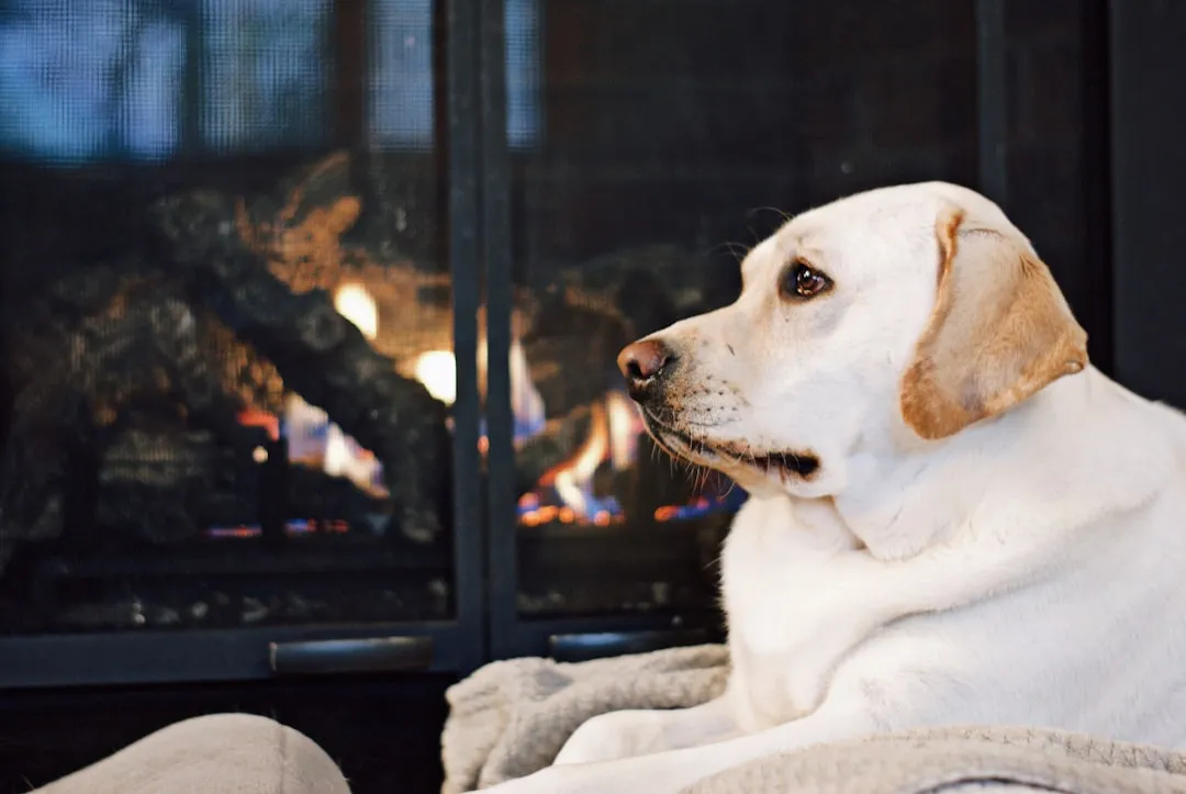Your Pets React Unusually Near the Fireplace (Image Credits: Unsplash)
