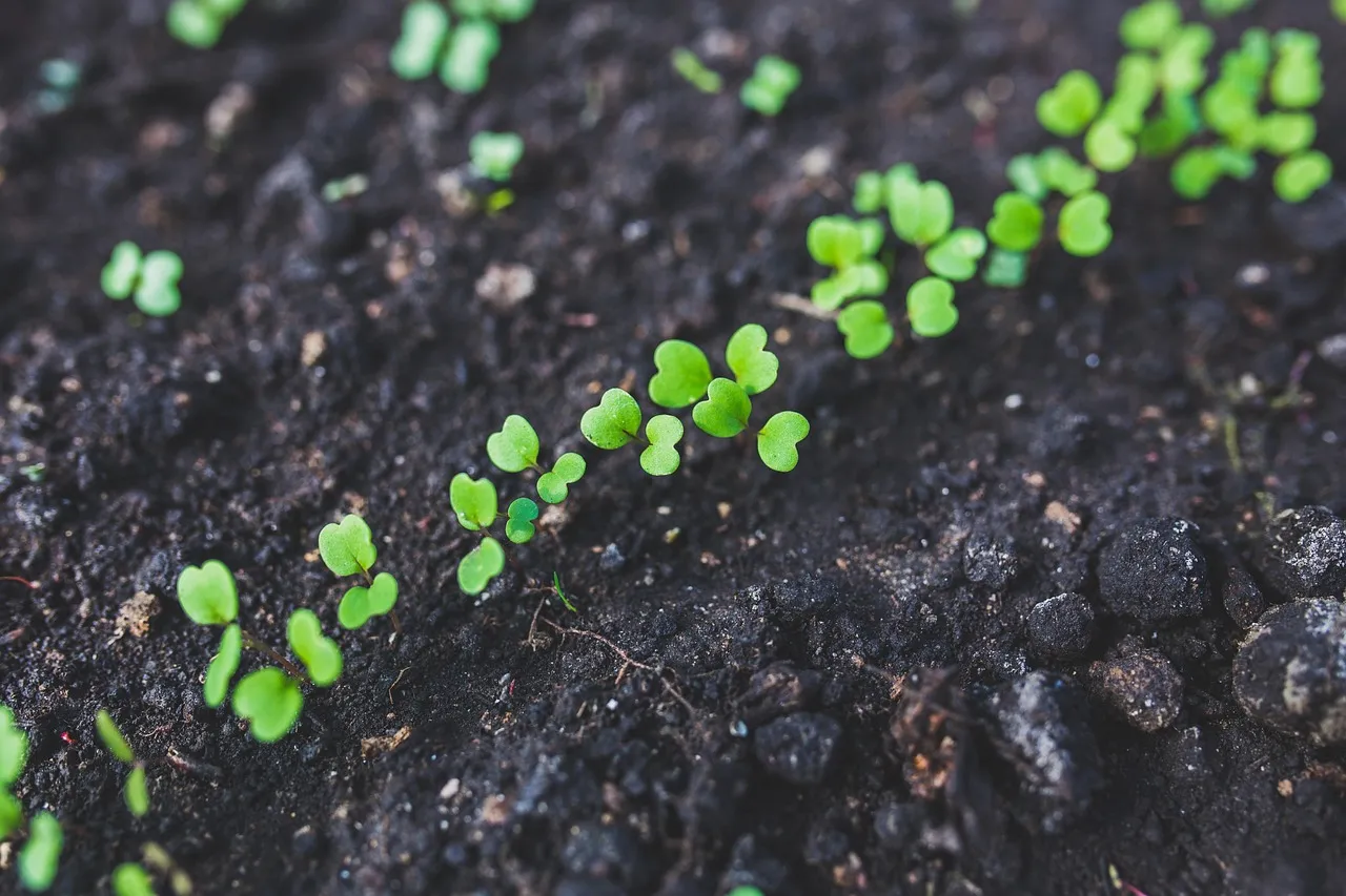 4. Arugula: Peppery Greens in About Three Weeks (Image Credits: Pixabay)