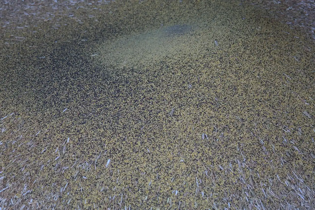 Winnowing and Threshing: Dry-Seed Processing by Hand (Image Credits: Pixabay)