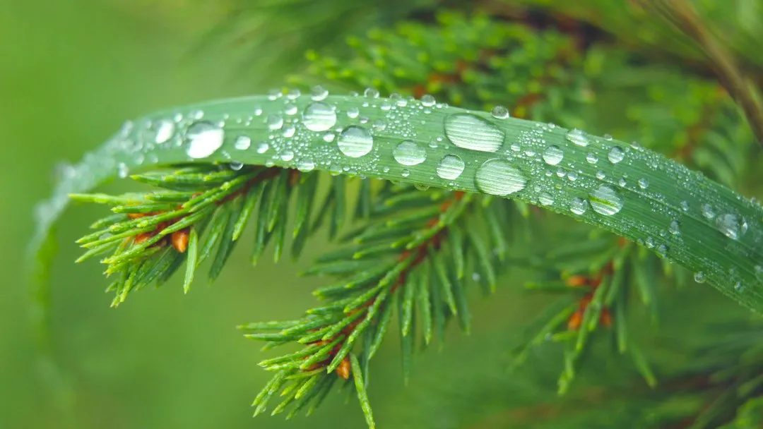 Transpiration Doesn't Stop in Winter (Image Credits: Unsplash)