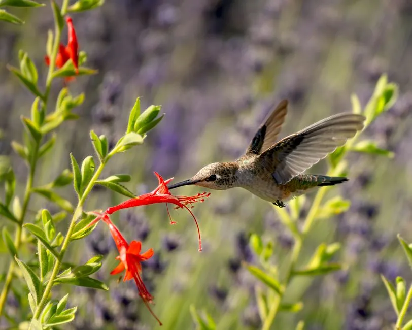 California Fuchsia: A Native Favorite for Fall Color (Image Credits: Pexels)