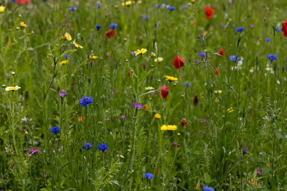Unmown Areas Increase Insect Abundance and Species Richness (Image Credits: Pexels)