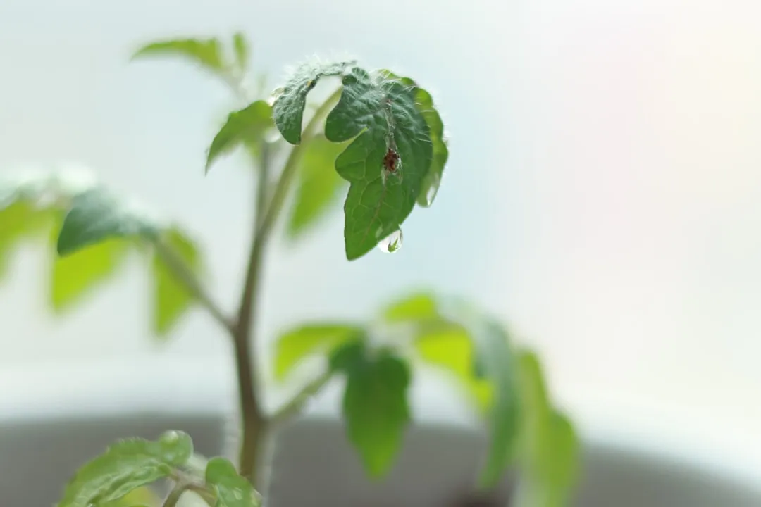 9. Look For Whiteflies If Yellowing Comes With Curling (Image Credits: Unsplash)