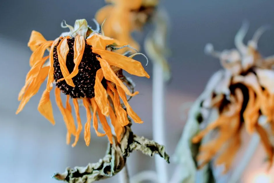 Why Postharvest Losses Are Surprisingly High (Image Credits: Pexels)