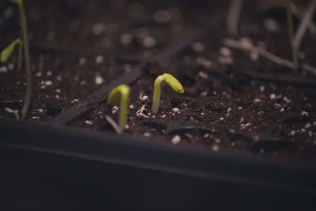 Growing Seasons Are Getting Longer, With Strings Attached (Image Credits: Unsplash)