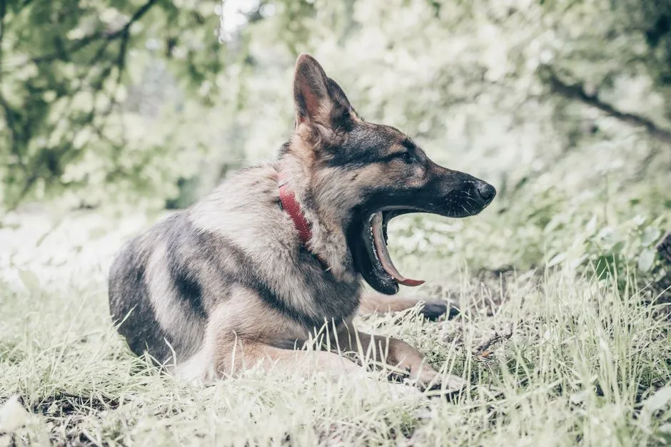 Bloat, Meal Size, and Why Large Breeds Need Extra Thought (Image Credits: Pexels)
