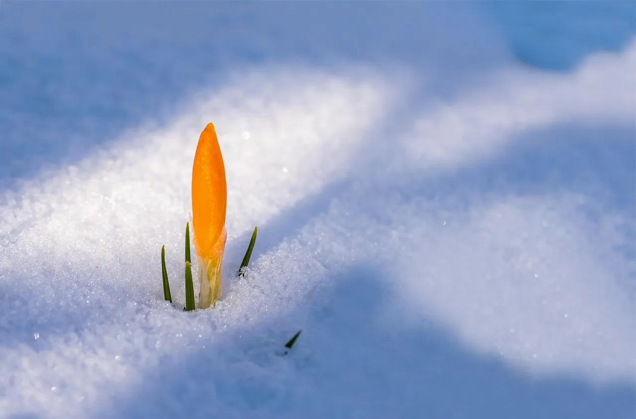 Frost Dates Are Shifting, But Not Always in the Direction You'd Expect (Image Credits: Pixabay)