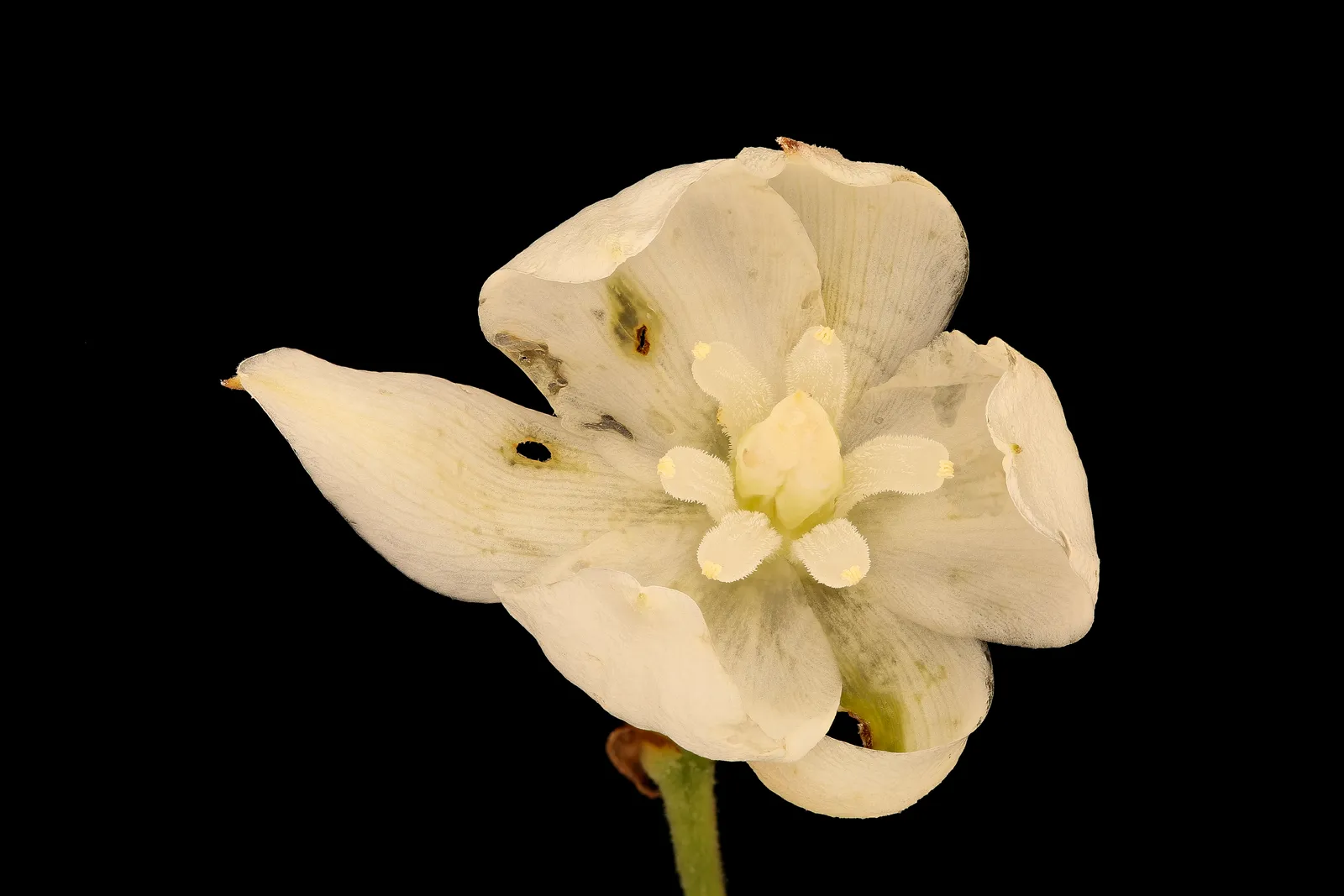 Why This System Matters Beyond the Desert (Yucca filamentosa 2, Adam's Needle, GFG, Howard County, Md, Helen Lowe Metzman_2018-07-17-23.18.30 ZS PMax UDR, Public domain)