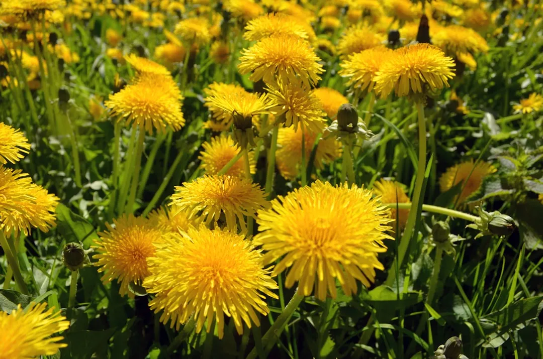 1. Dandelion (Taraxacum officinale): The Billion-Dollar Weed You Keep Pulling (Image Credits: Unsplash)