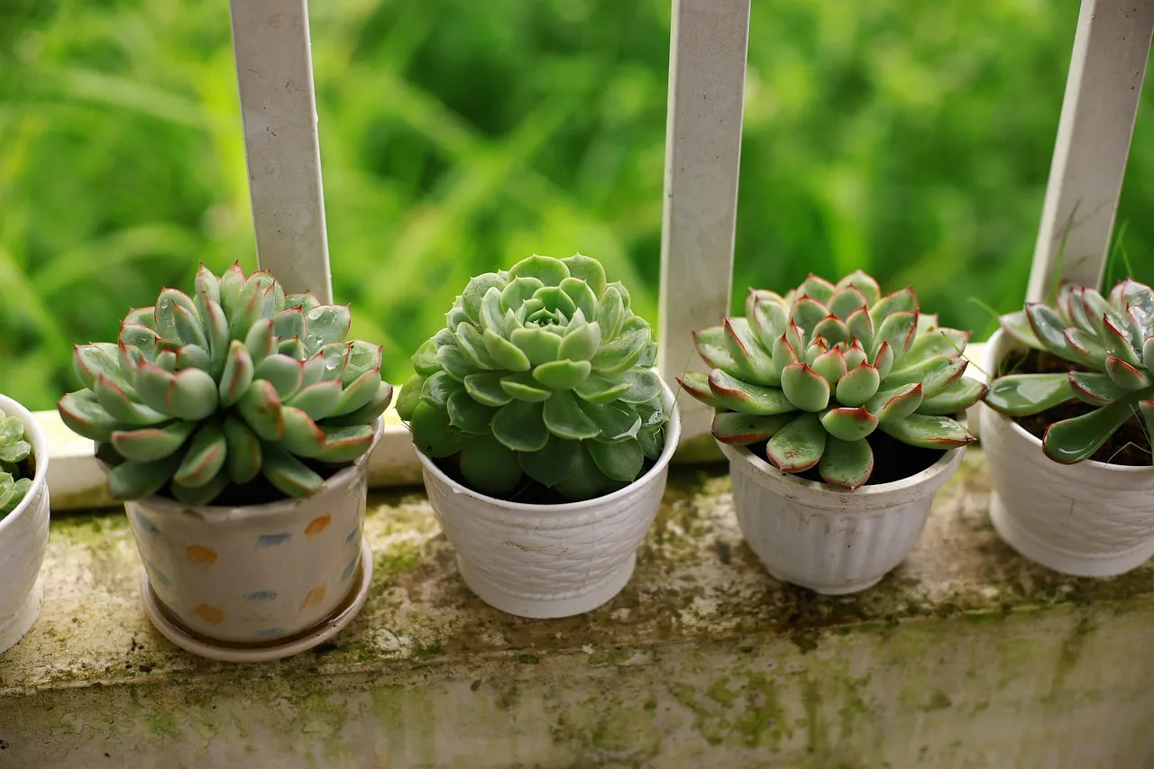 Succulents: When Perceived Toughness Meets Reality (Image Credits: Pixabay)