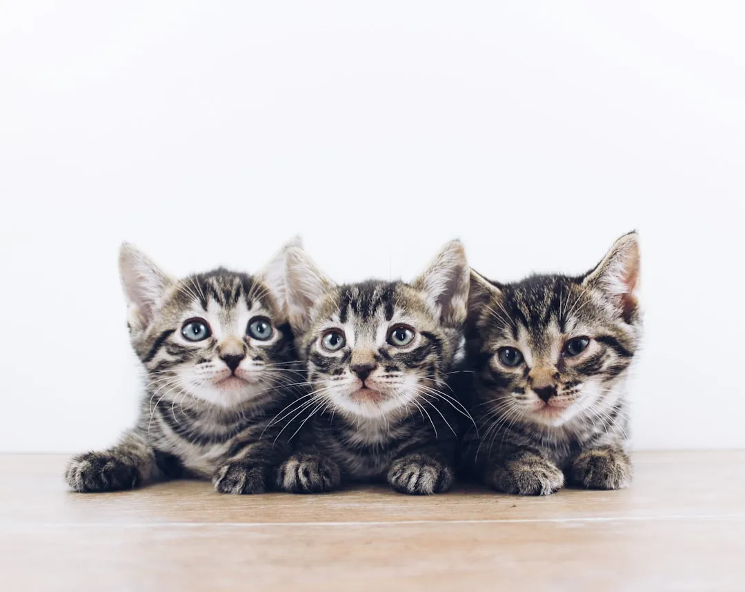 Your Cat Is Not Nocturnal - It's Crepuscular (Image Credits: Unsplash)