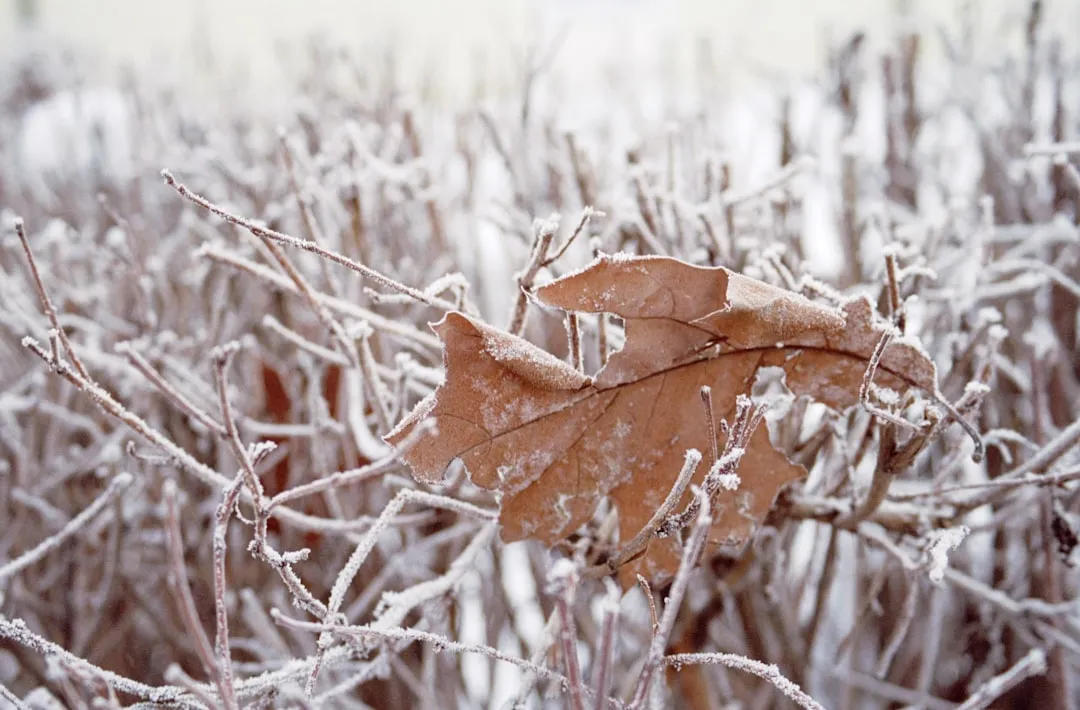 Shielding Against Frost and Cold (Image Credits: Unsplash)