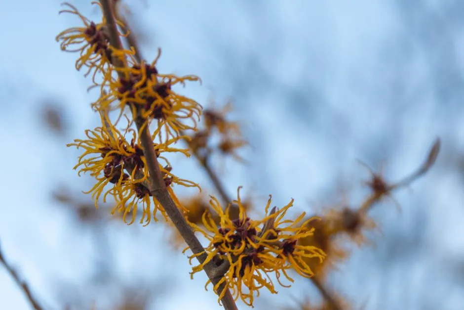 What Its Name Actually Means (Image Credits: Pexels)