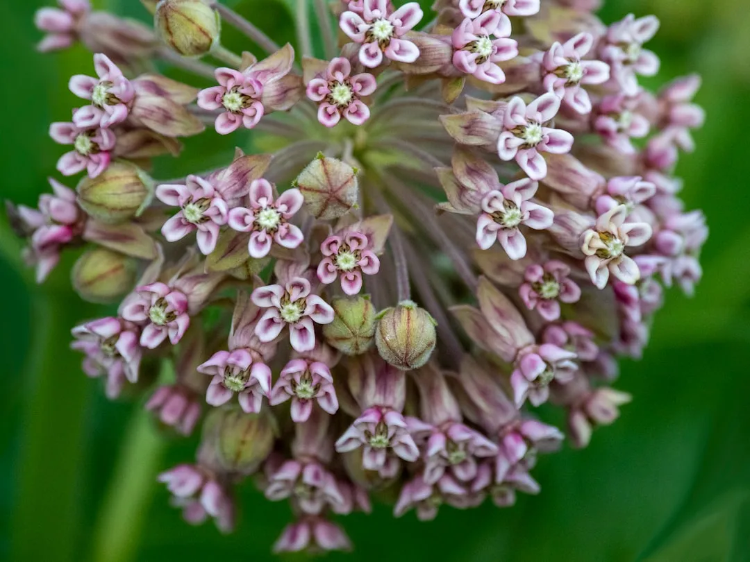 Tropical Milkweed Also Disrupts Migration (Image Credits: Unsplash)